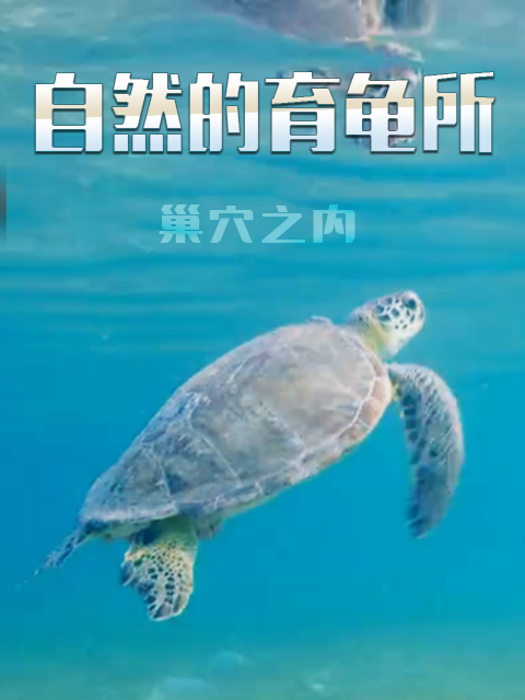 自然的育龟所 巢穴之内封面图