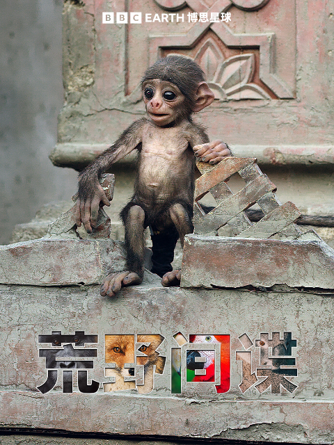 荒野间谍封面图