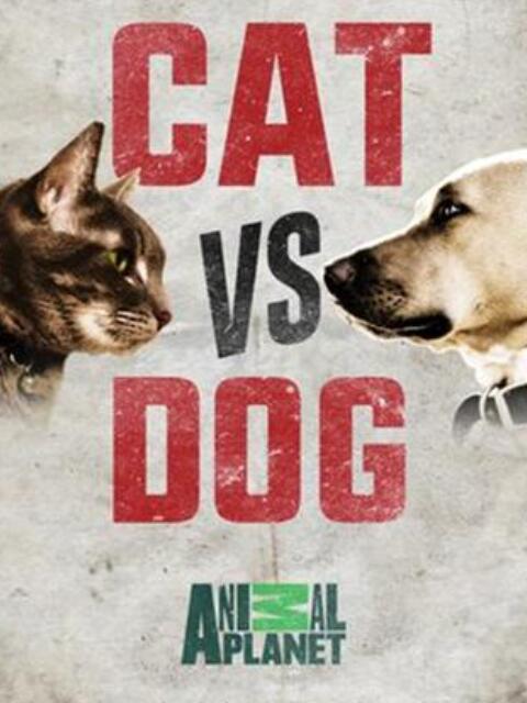 猫狗大战封面图