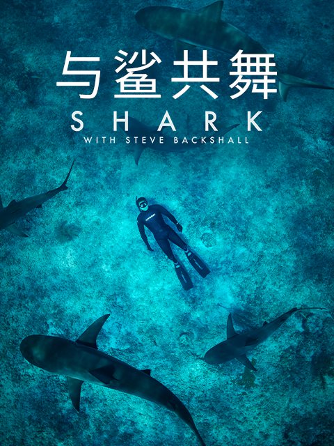 与鲨共舞封面图