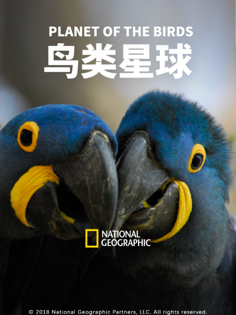 鸟类星球封面图