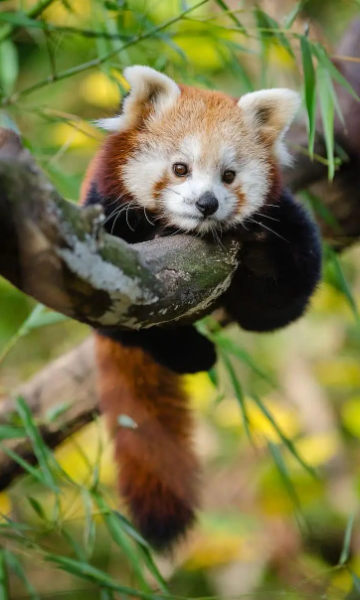 最萌小熊猫封面图