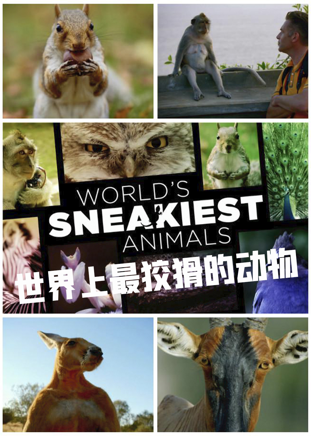世界上最狡猾的动物封面图