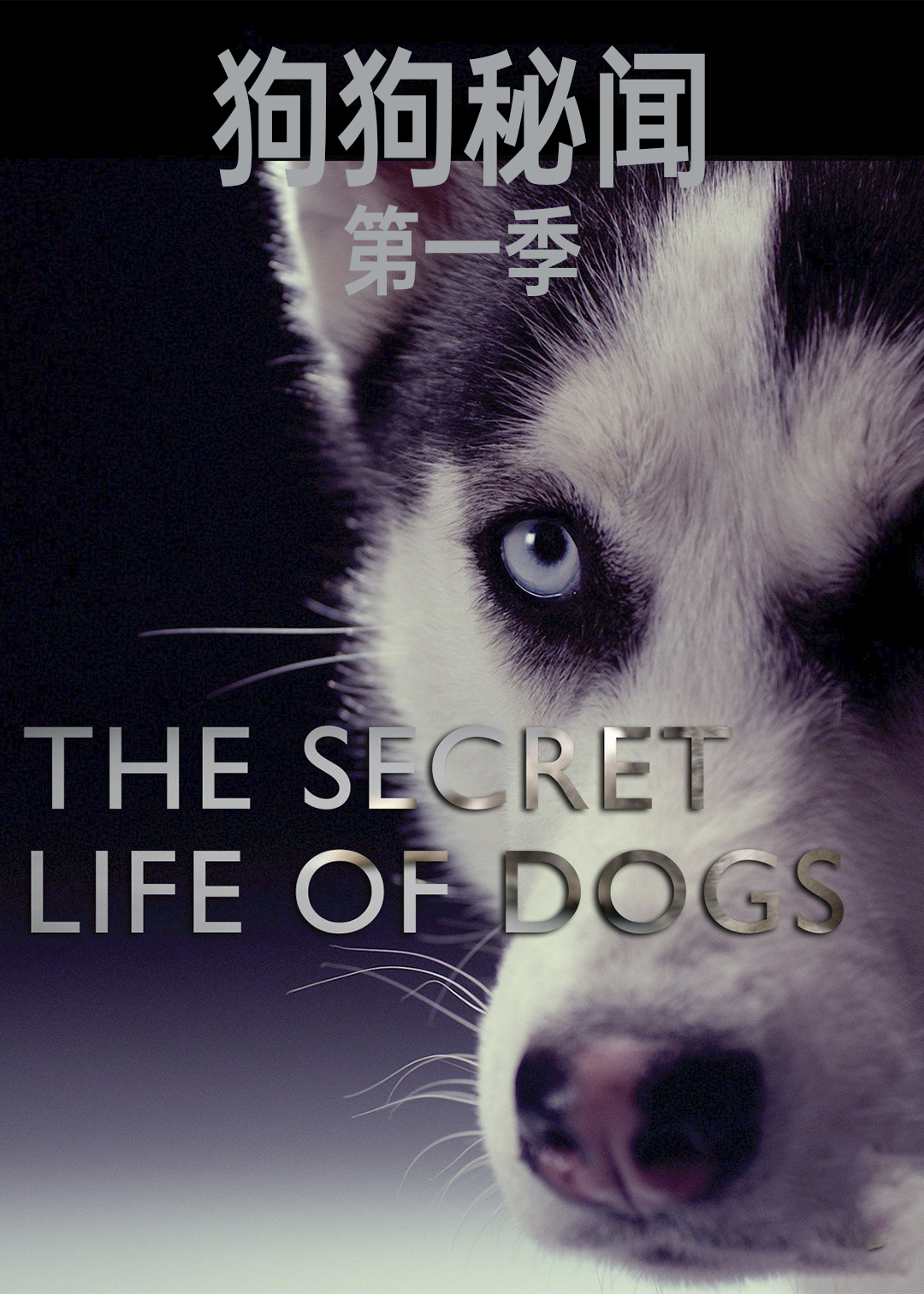 狗狗秘闻第一季封面图