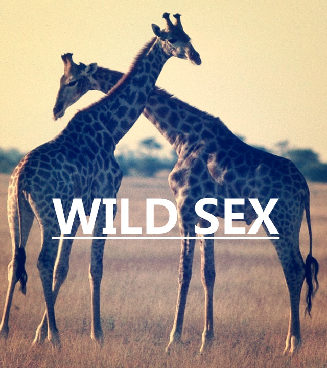 动物的情欲世界封面图