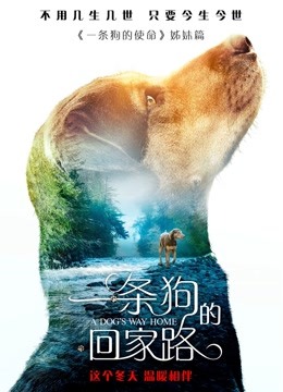 一条狗的回家路封面图