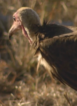 保罗·T·戈德曼封面图