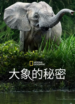 大象的秘密封面图