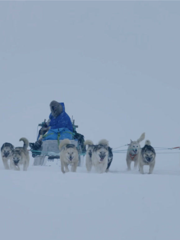 雪橇犬  英语版封面图