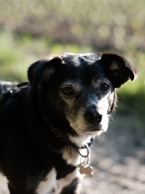 柯迪:不再流浪封面图