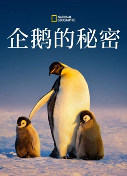 企鹅的秘密封面图