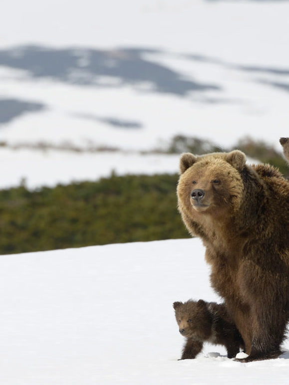 勘察加熊封面图