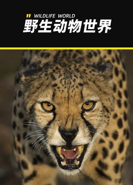 野生动物世界封面图